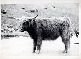 1962_Young_Prestons-31